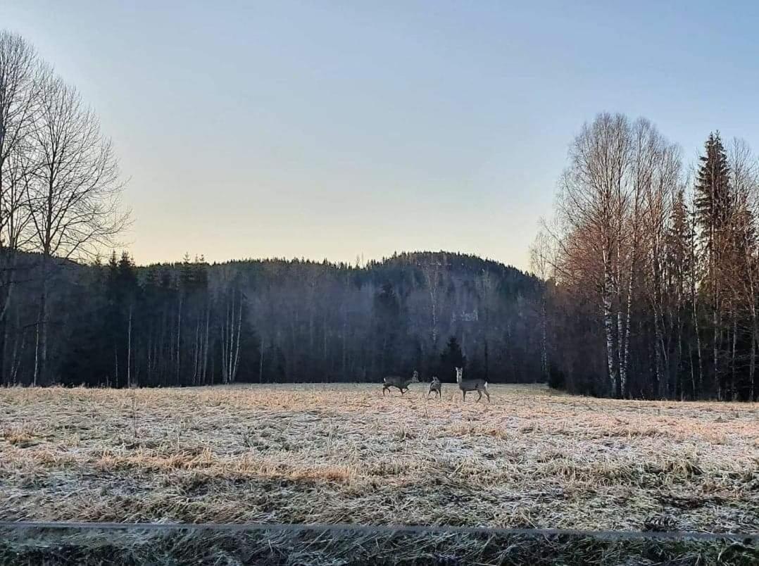 Mysig Timmerstuga Med Braskamin Naera Hovfjaellet Турсбю Екстер'єр фото